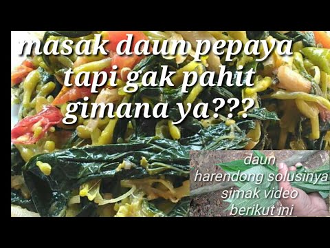  Cara  memasak daun pepaya  agar  tidak  pahit  YouTube