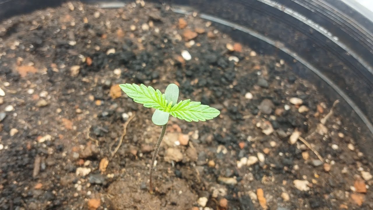 Time-lapse of Days 1-9 of Cannabis Seedling/Vegetative Cycle (Various Strains)