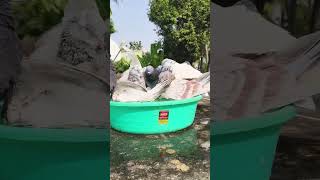 Pigeon Boy Papun Pigeon Boy Papun