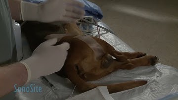 Ultrasound Guided Sciatic Nerve Block in a Dog: Part 1 of 3