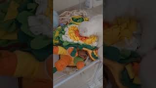 Who is cuter? Dog vs Flowers (Impossible to choose!)