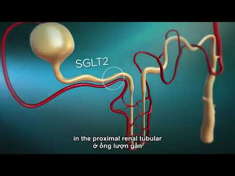 CƠ CHẾ NHÓM ỨC CHẾ SGLT-2 (SODIUM GLUCOSE TRANPORTER -2)
