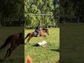 Go Rusty go! #horse #equestrianjourney #equestrian #horserider #horsegirl #shorts #equine #horses