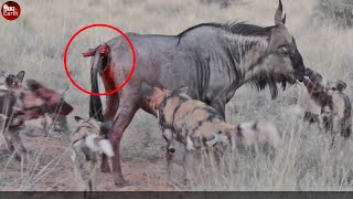 Wild Dogs Attack Wildebeest Ready Give Birth