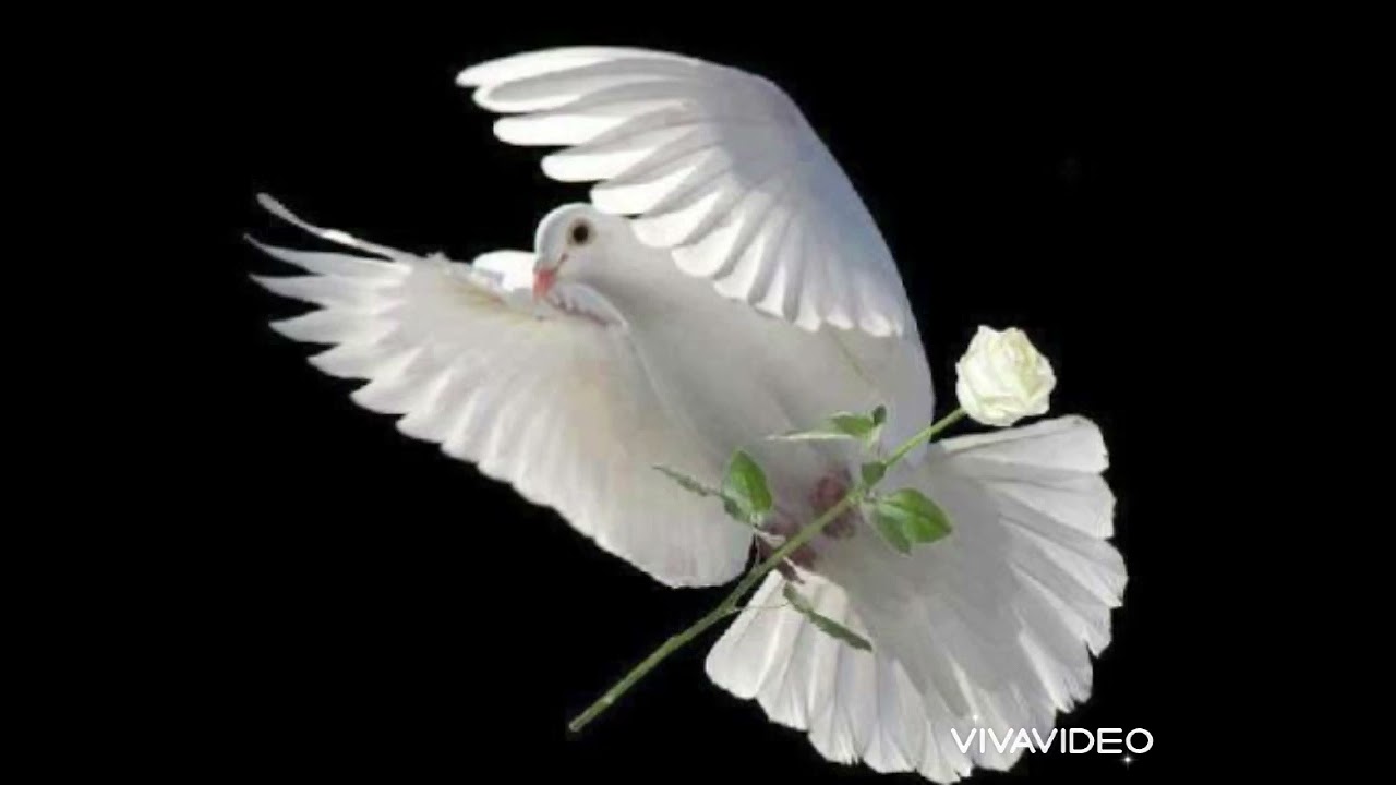 Cantique - Vie et Lumière || Comme une fleur blanche || Jemsy