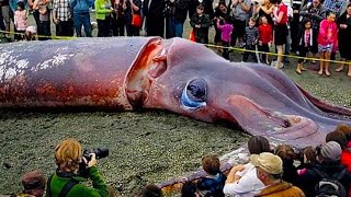 Download lagu 8 Abnormal Große Tiere Die es wirklich gibt 8 Abnormal Große Tiere Die es wirklich gibt