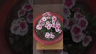 Pinching For More Flowering