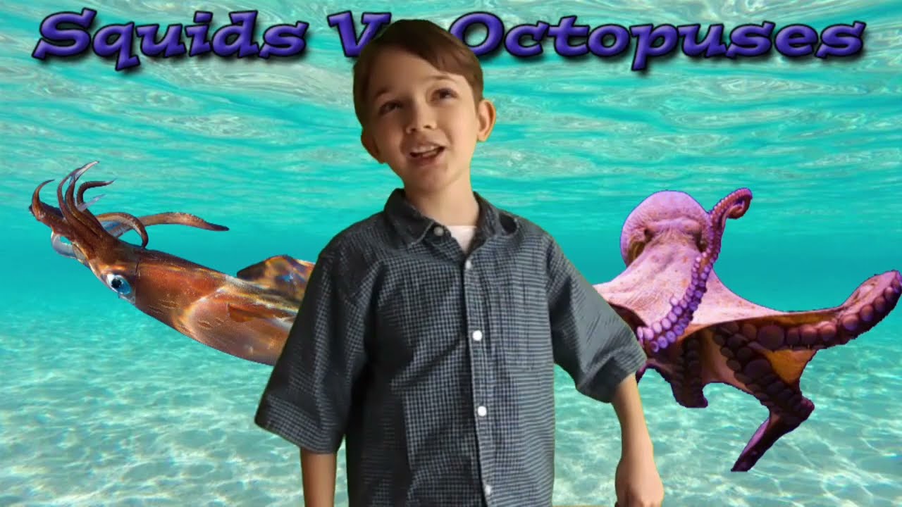 Squids vs Octopuses
