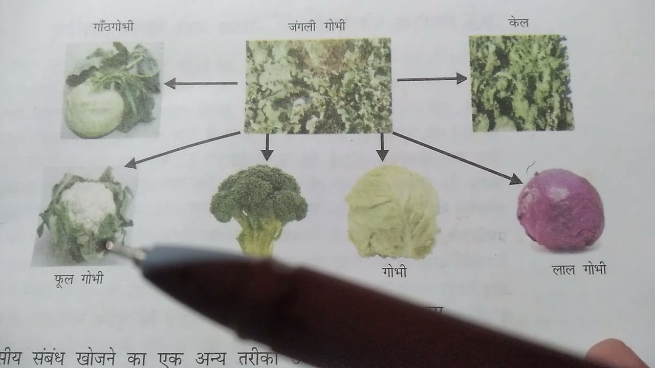 EVOLUTION OF WILD CABBAGE BY JK SHARMA SIR - YouTube