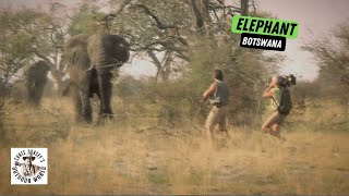 Old Bull Elephant in Botswana