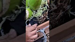 Planting Grammatophyllum Orchid #orchid #grammatophylum #plants #fypシ