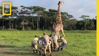 Watch a Harrowing Giraffe Rescue | National Geographic