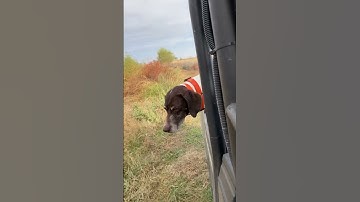 She can’t wait! #gsp #gundog #huntingdog #hunting #pointer #birddog #pheasanthunting #birdhunting