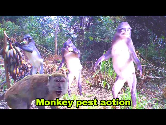 When the habitat has been damaged, monkey/langur pests attack the residents' banana gardens class=