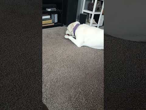 January 9 2025 Dog Treats Dog 