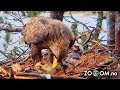 Goose Chick still ALIVE when Eagle's start eating it