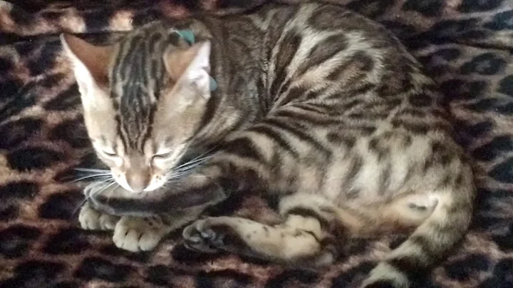 Watch the video about Luna the Bengal kitten meowing and chirping 😻