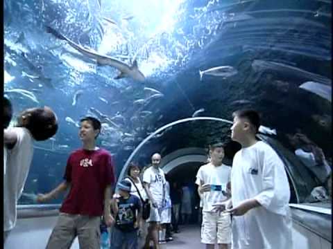 日本新潟縣新潟市觀光情報 上 Youtube