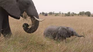 Amazing Mara Camp