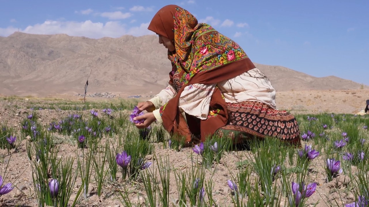 Kehidupan Desa pengahasil Saffron rempah termahal di dunia - Khorosan