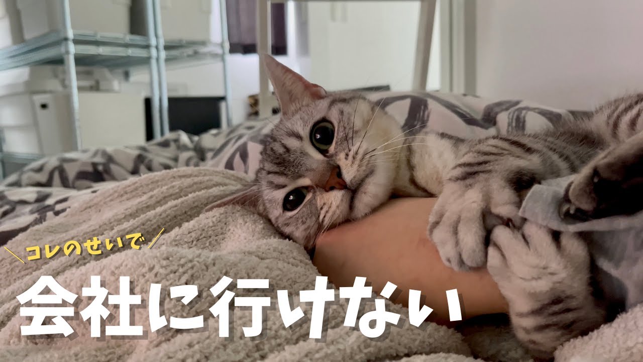 ちょびまるん 猫が巻き付いて離れないので会社休もうかな。 - YouTube