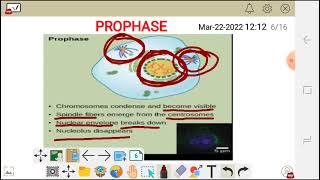 MITOSIS PHASES THE CELL CYCLE metaphase anaphase and Telophase kinetochores and centrosomes