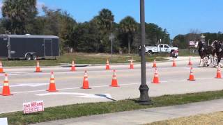 Budwiser Clydesdale Destination Daytona 2014