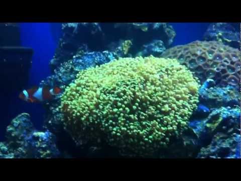 Finding Nemo Fish Tank Surprise