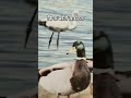 #edit #shortvideo #tecnologia #ytshortsvideo #funnyvideo