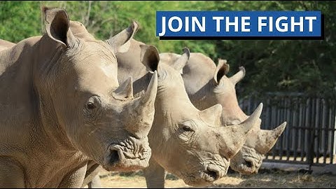 Rhinoceroses: Can Modern Science Save These Gentle Giants?