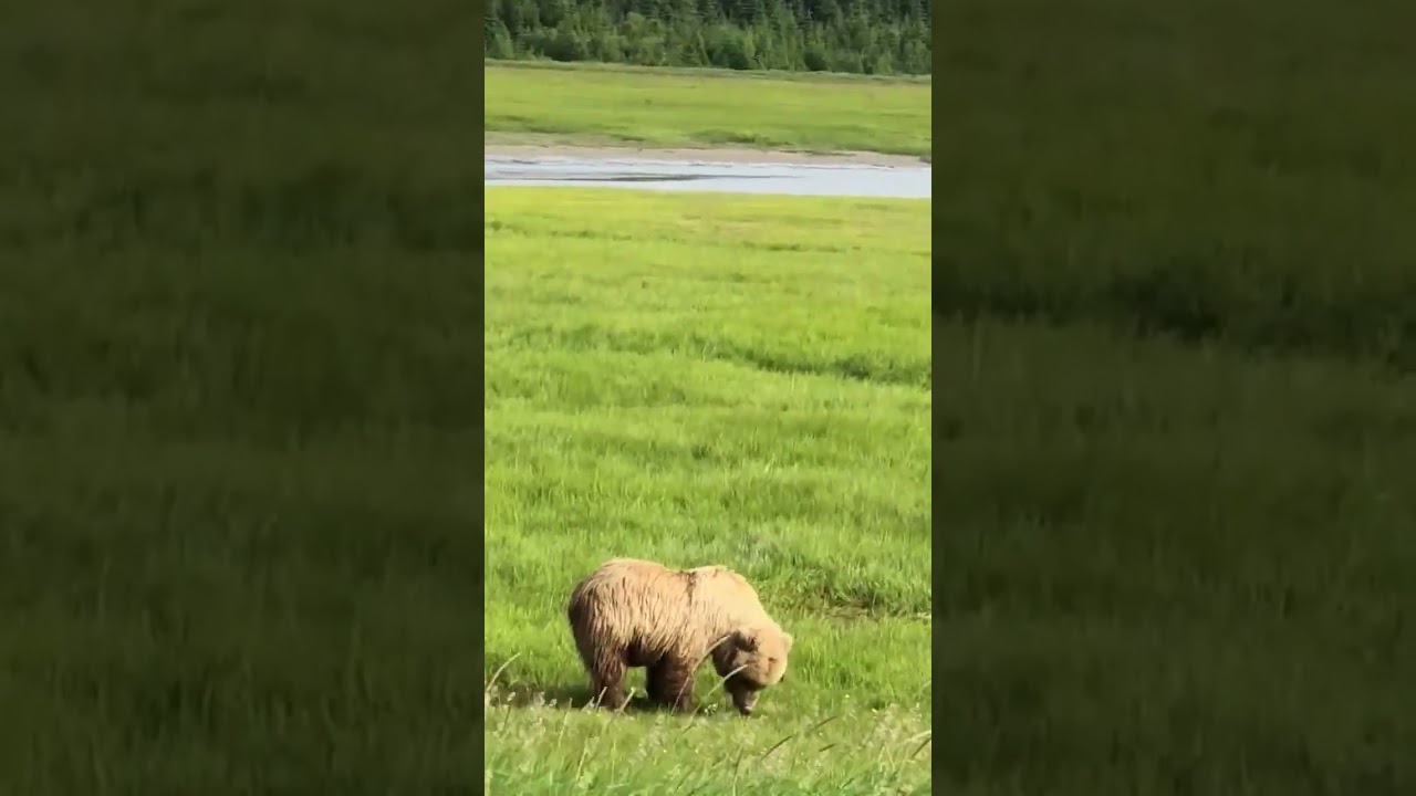 Wildlife Wild animal bear video 