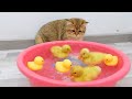 Three kittens watching four ducklings swimming so cute