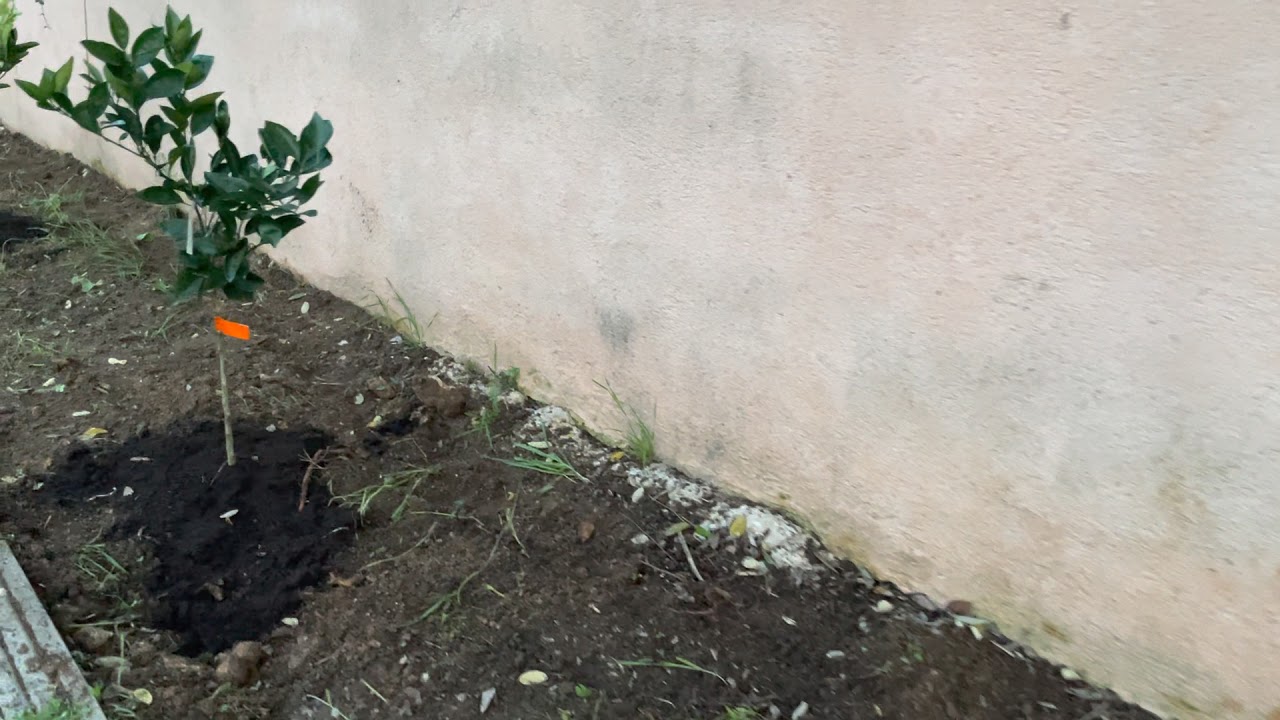 Fioriscono le aiuole a Palermo