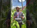Cultivo de Anturio | Etapa Adulta con Retos y Detalles Clave #sociedaddecrecimiento #plantas #fyp