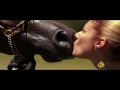 اجمل فلم وثائقي الحصان العربي