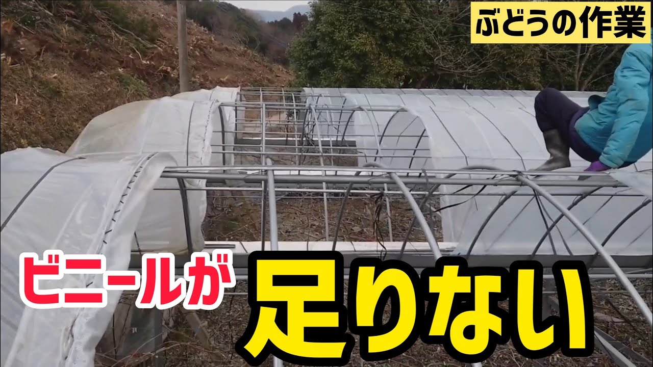 「ぶどうの作業」ビニールハウス、失敗！ビニールが足りない。。。