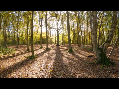 Walking in London: Trent Country Park in Autumn 2020 (Part 2) [4K]