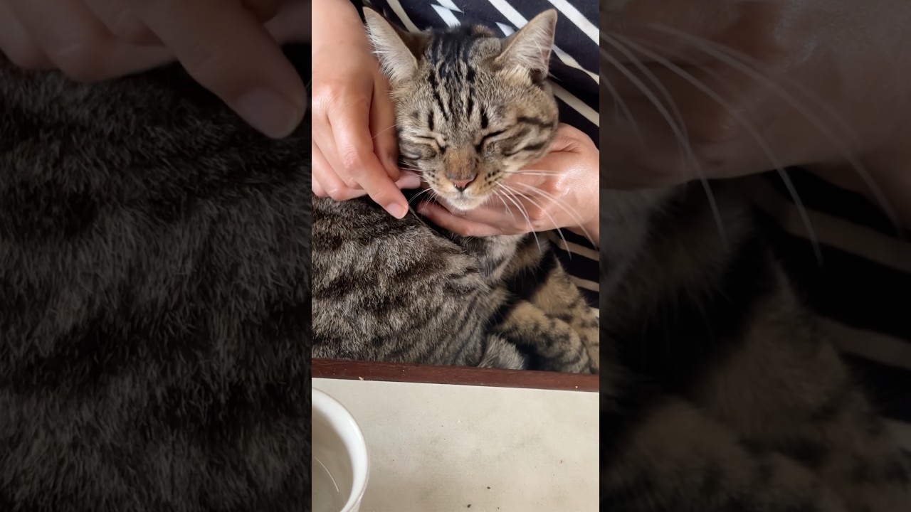 猫のゴロゴロ音をお聞きください。こちらがトラジのゴロゴロ音です。 #猫 #cat #キジトラ