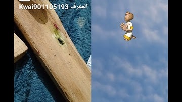 فضل سورة الشمس والليل