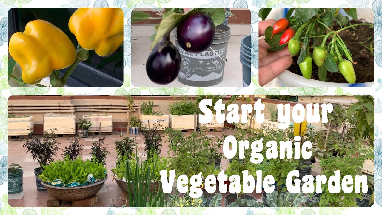 Organic vegetable gardening guide for beginners showcasing healthy plants.