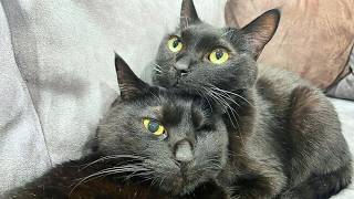 仲良し双子黒猫が可愛すぎる。【2匹の黒猫】