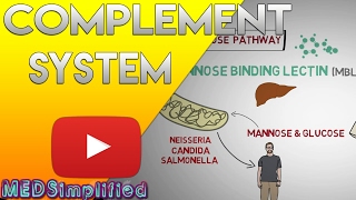 Complement System Made Easy Immunology Classical Alternate & Lectin pathway