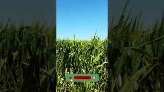 2 hours of pleasant natural sounds  wheat field.