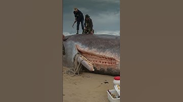 Tại sao không nên đứng cạnh xác chết cá voi ?