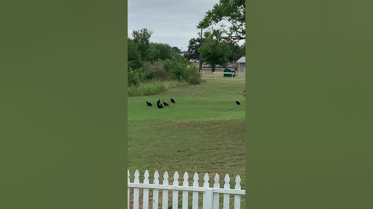 Vultures in the yard. YouTube