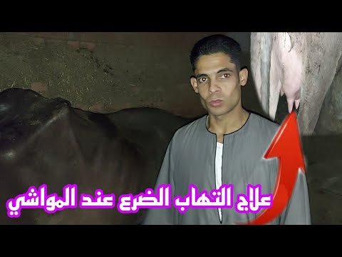 فيديو: 3 طرق للاكتات