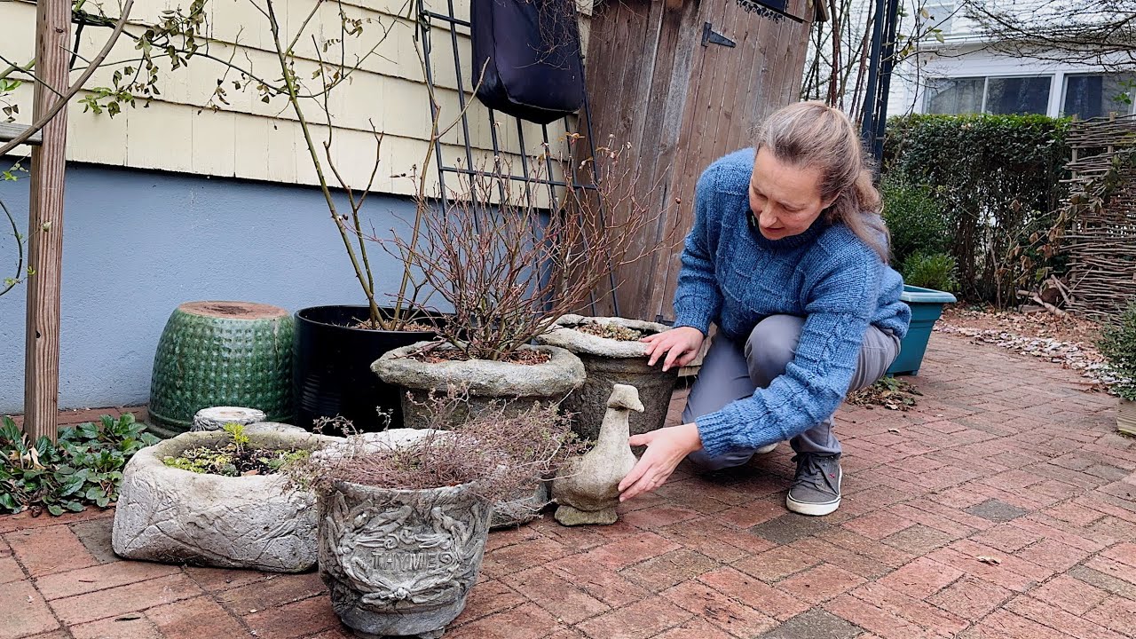 I Left My Roses Outside in Pots.... Here's What Happened