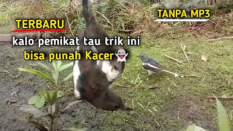 INI TRIKNY..!CARA MIKAT KACER YG GAK MAU TURUN/GAK PEDULI SUARA PIKAT