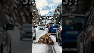 Snow Leopard Family Stops Cars To Prevent Avalanche Disaster