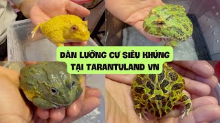 Dàn lưỡng cư siêu khủng của anh Quân Tarantuland VN/ Full collection of amphibian at Tarantuland VN